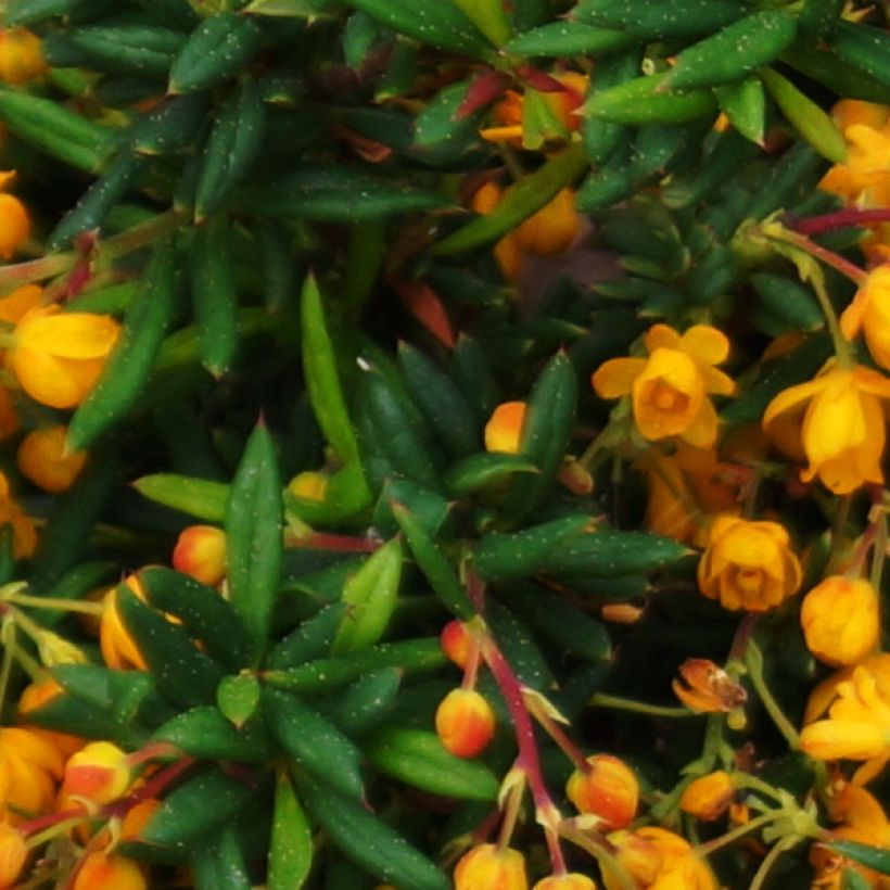 Berberis stenophylla Corallina Compacta - Barberry (Foliage)