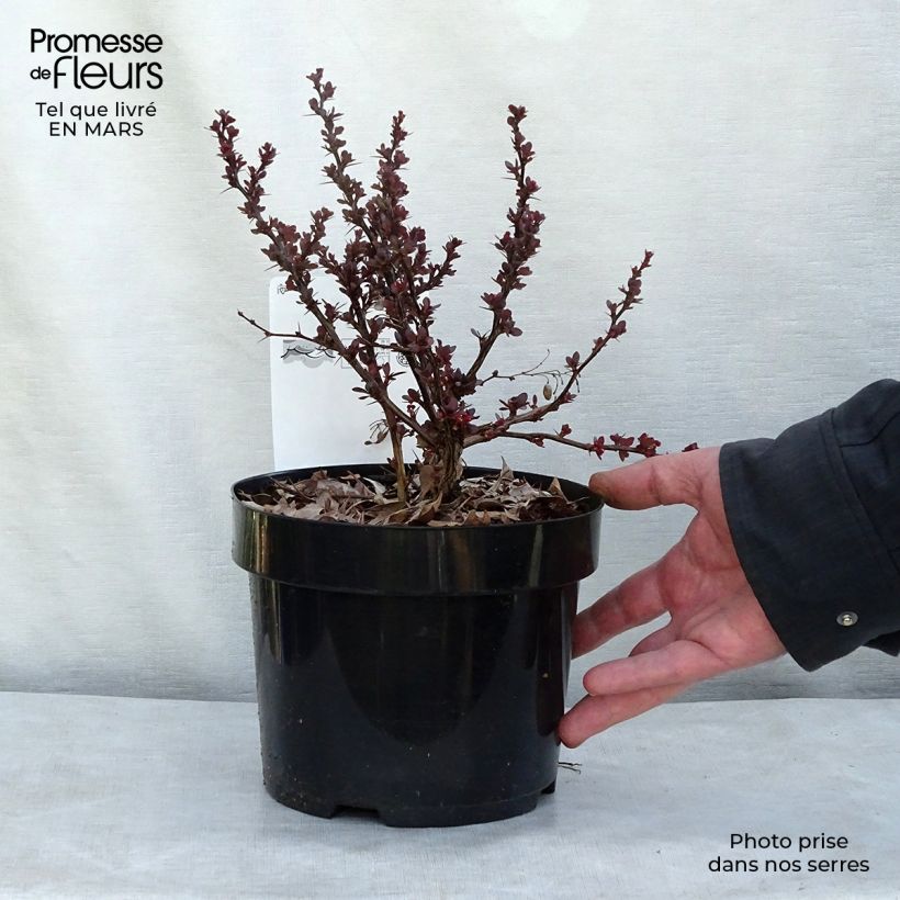 Berberis thunbergii Atropurpurea Nana - Epine-vinette Pot de 2L/3L sample as delivered in winter