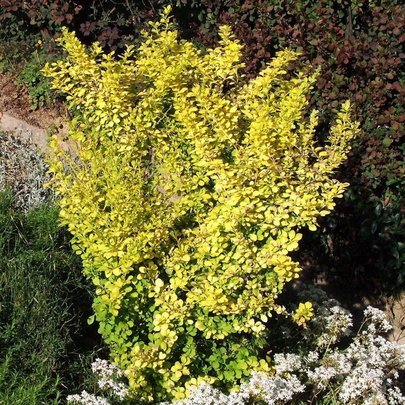 Berberis thunbergii Aurea - Japanese Barberry (Plant habit)