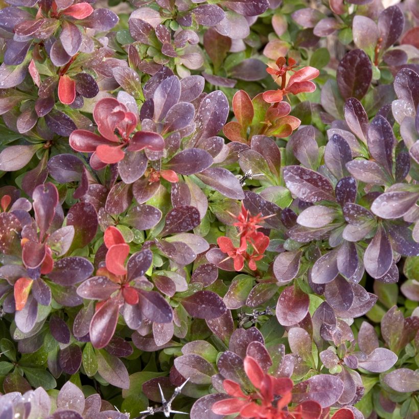 Berberis thunbergii Cabernet - Japanese Barberry (Foliage)