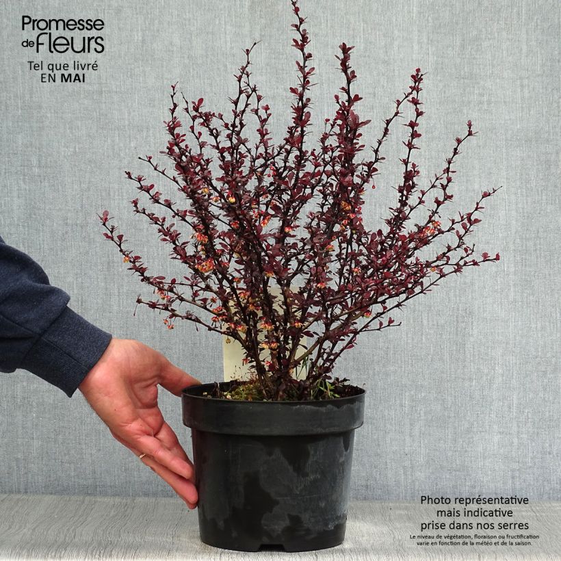 Berberis thunbergii Darts Red Lady - Barberry sample as delivered in spring