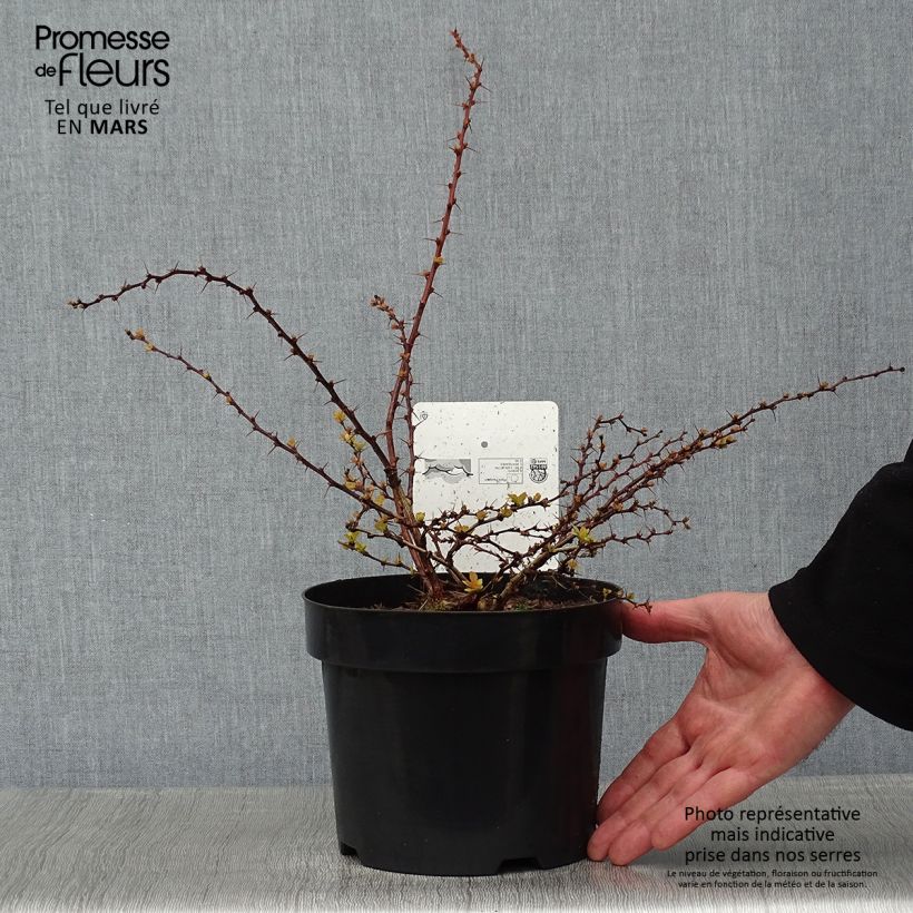 Berberis thunbergii Golden Carpet - Epine-vinette Pot de 3L/4L sample as delivered in winter