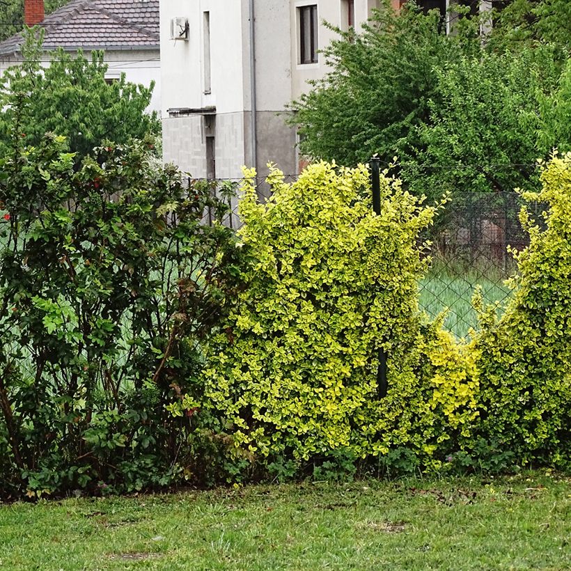 Berberis thunbergii Golden Dream - Barberry (Plant habit)