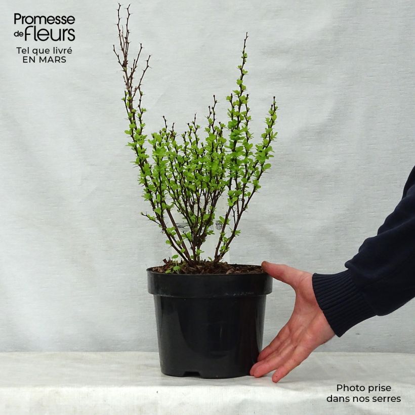 Berberis thunbergii Golden Rocket - Barberry 3L/4L potShipped height around 30/40cm sample as delivered in spring