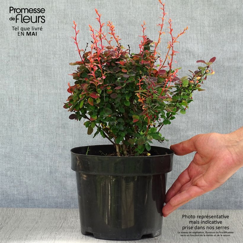 Berberis thunbergii Inspiration - Barberry sample as delivered in spring
