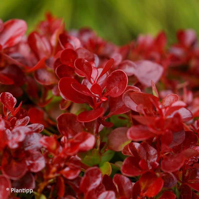 Berberis thunbergii Lutin Rouge - Barberry (Foliage)