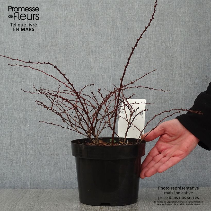 Berberis thunbergii Natasza Pot de 2L/3L sample as delivered in winter