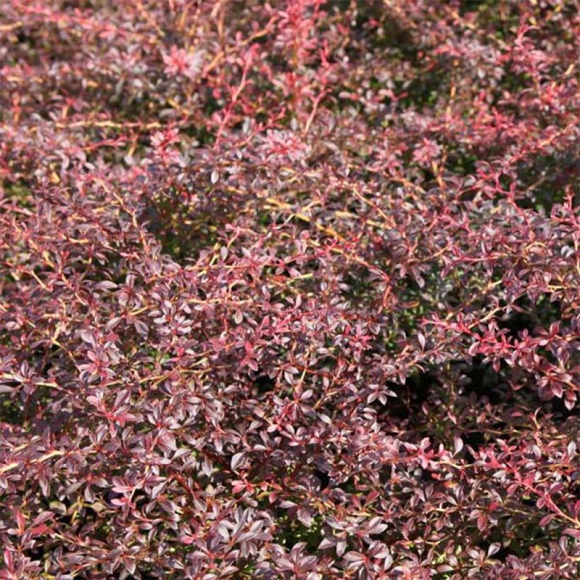 Berberis thunbergii Orange Dream - Barberry (Foliage)