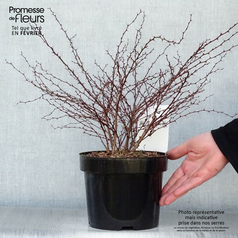 Berberis thunbergii Orange Dream Pot de 2L/3L sample as delivered in winter