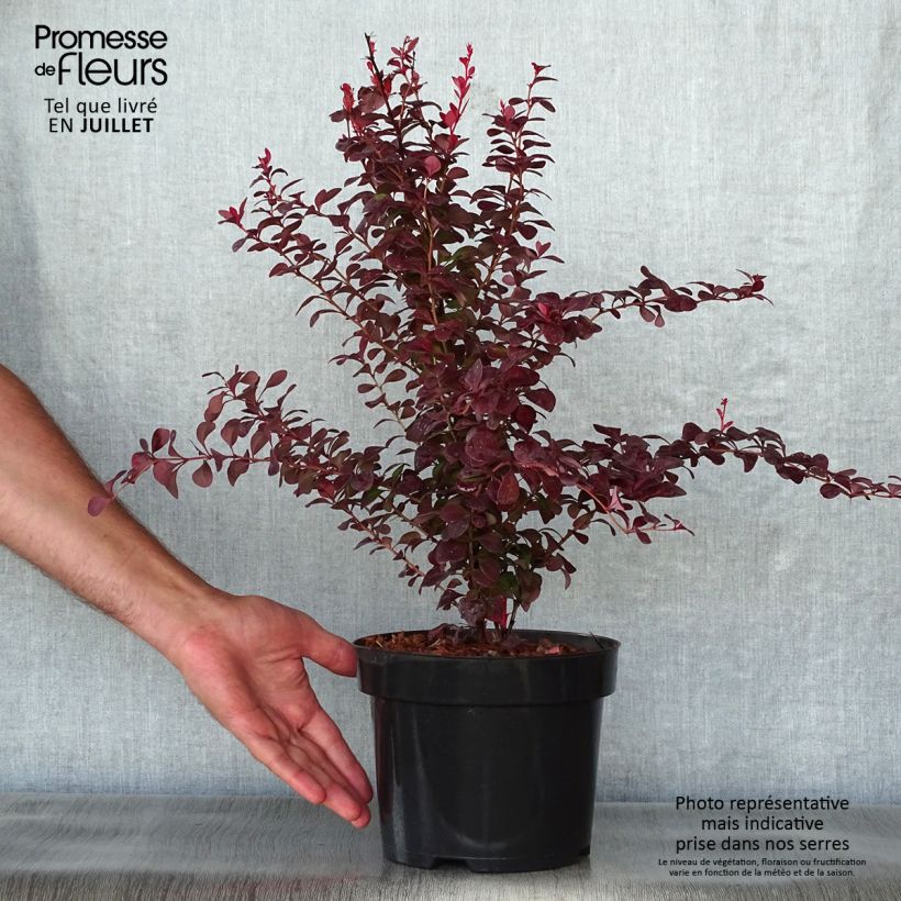 Berberis thunbergii Orange Rocket - Barberry 3L/4L pot sample as delivered in summer