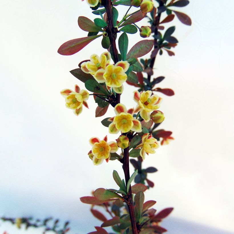 Berberis thunbergii Red Dream - Barberry (Flowering)