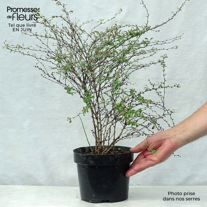 Berberis thunbergii Red Dream - Barberry 3L/4L pot sample as delivered in summer