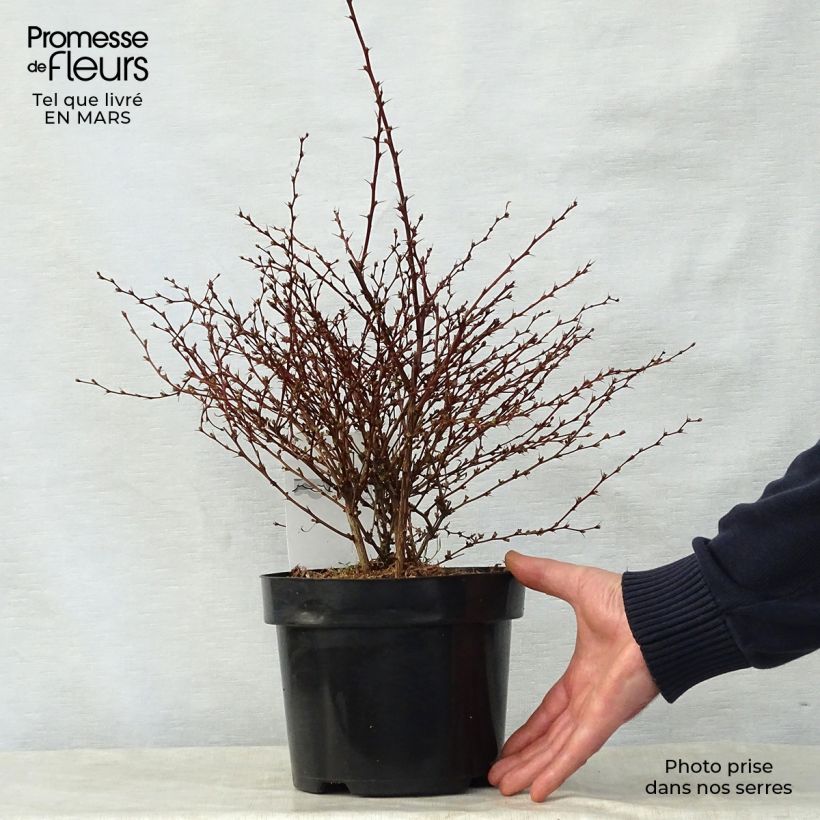 Berberis thunbergii Red Dream - Barberry 3L/4L potShipped height around 30/40cm sample as delivered in spring