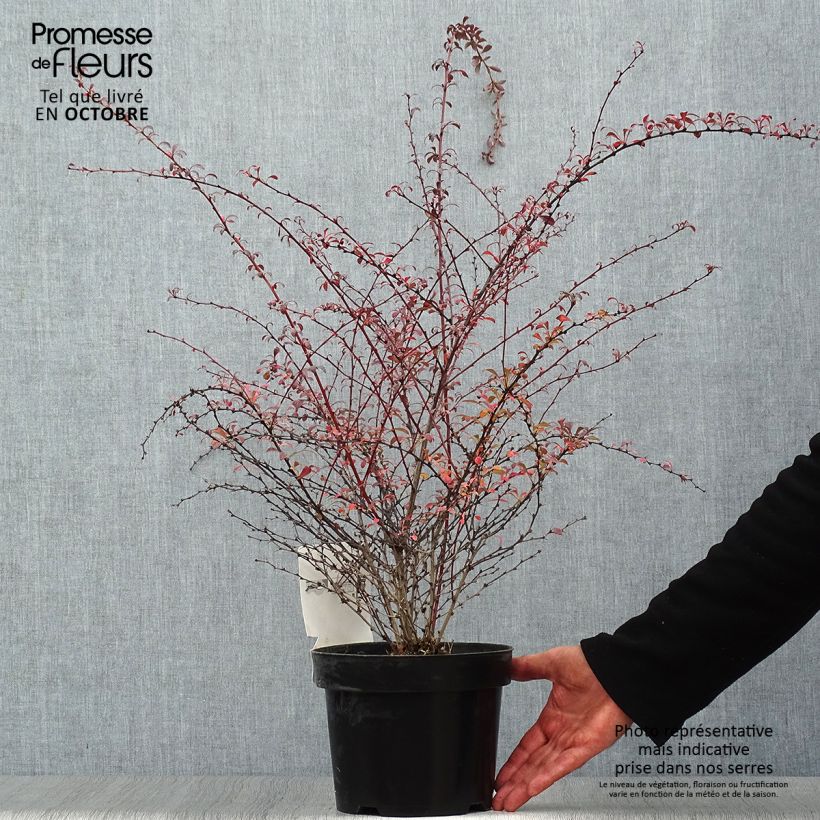 Berberis thunbergii Red Dream - Epine-vinette en pot de 3/4L sample as delivered in autumn