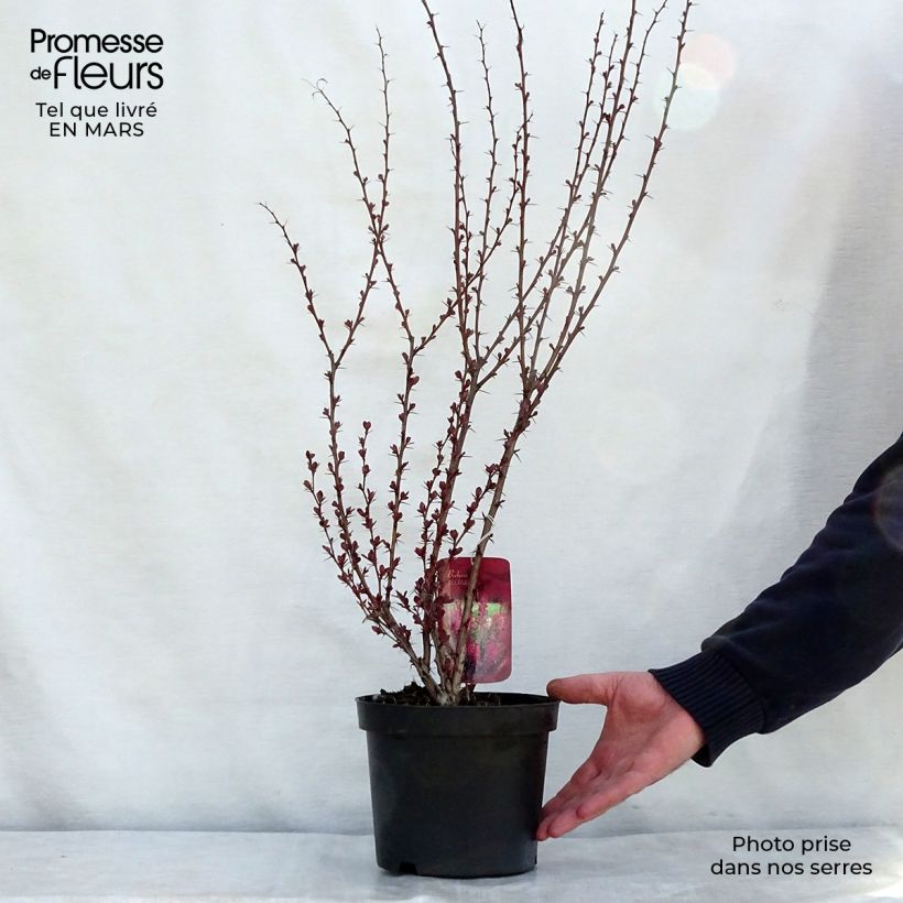 Berberis thunbergii Red Rocket - Barberry 2L/3L potShipped height around 30/40cm sample as delivered in spring