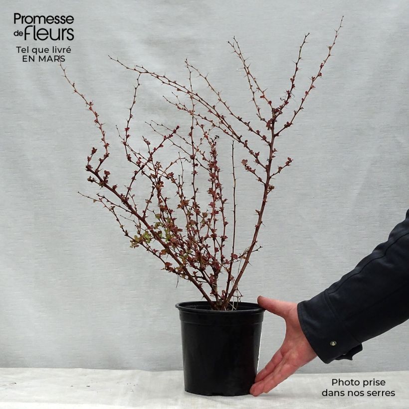 Berberis thunbergii Rosy Glow - Barberry sample as delivered in spring