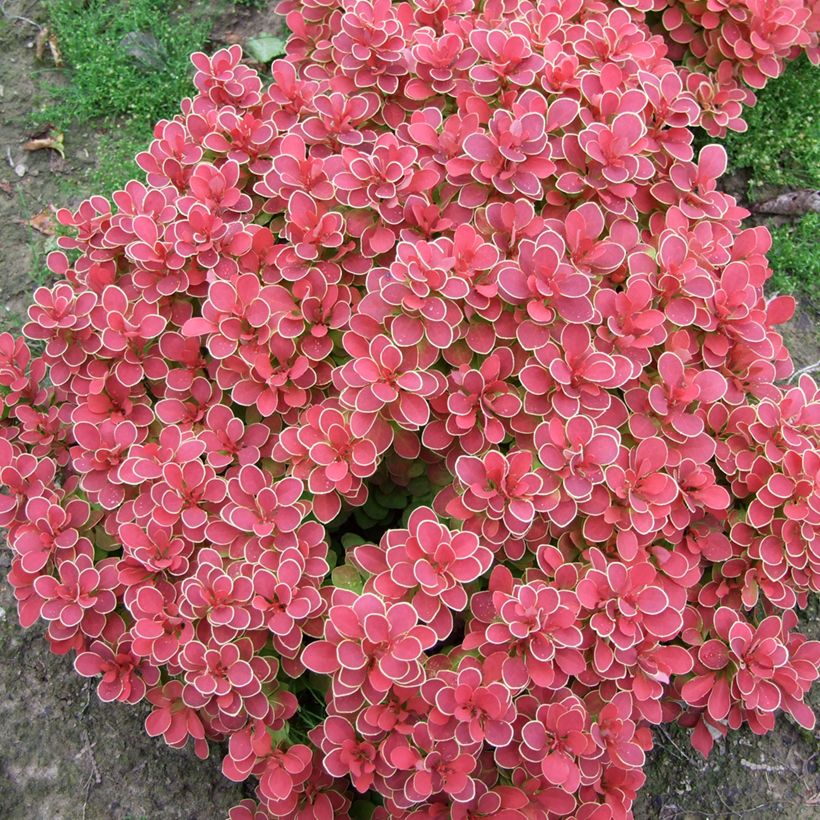 Berberis thunbergii Ruby Star (Foliage)