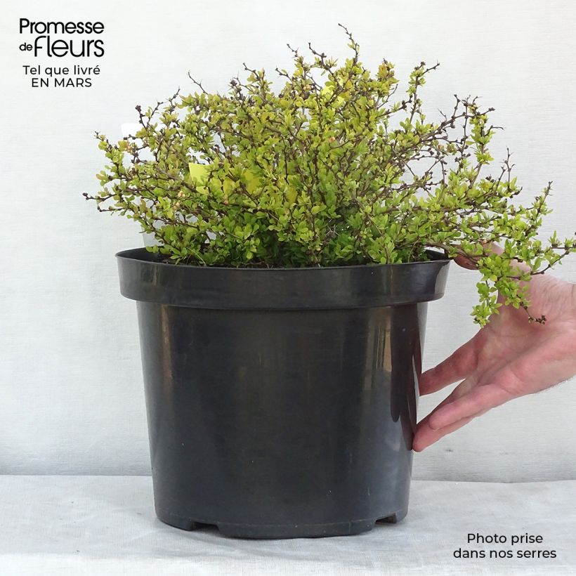 Berberis thunbergii Tiny Gold - Epine vinette en pot de 7,5L/10L sample as delivered in winter