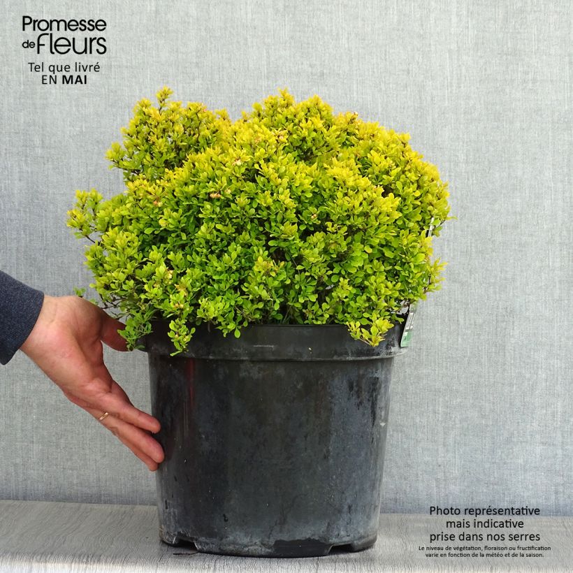 Berberis thunbergii Tiny Gold - Barberry 7.5L/10L potShipped height around 20/30cm sample as delivered in spring
