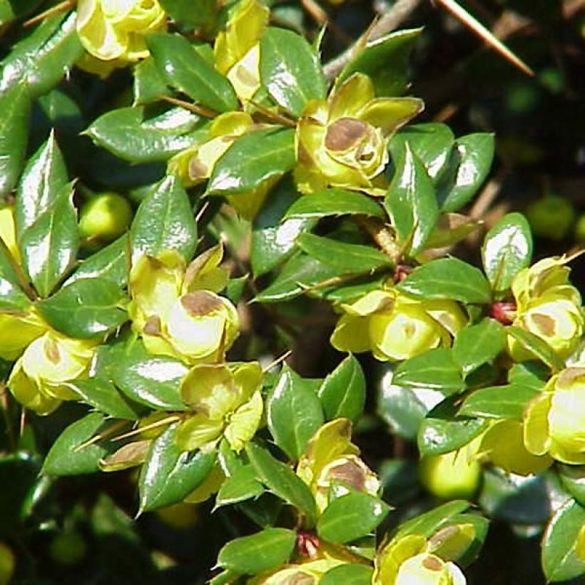 Berberis verrucosa - Barberry (Foliage)
