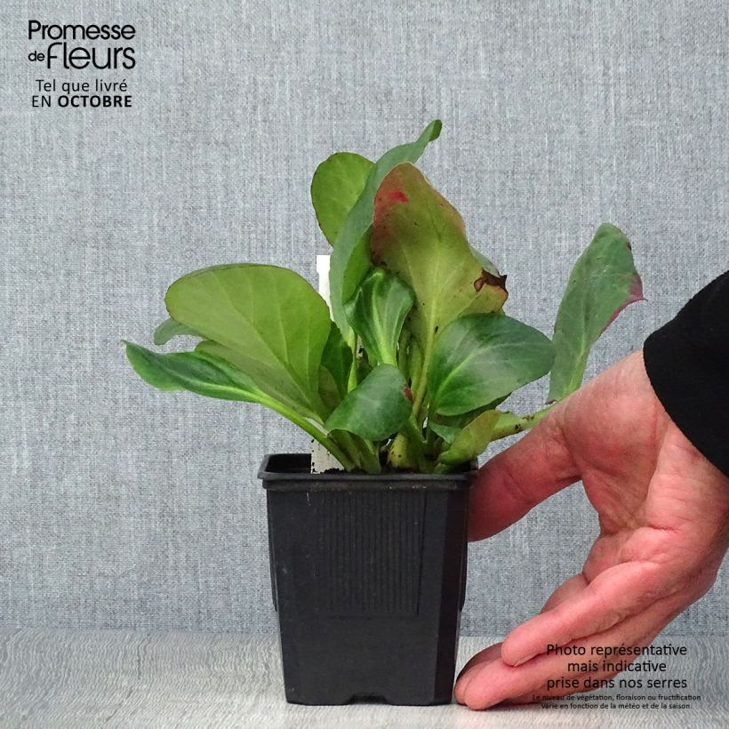 Bergenia Bartok - Plante des savetiers Godet de 8/9 cm sample as delivered in autumn