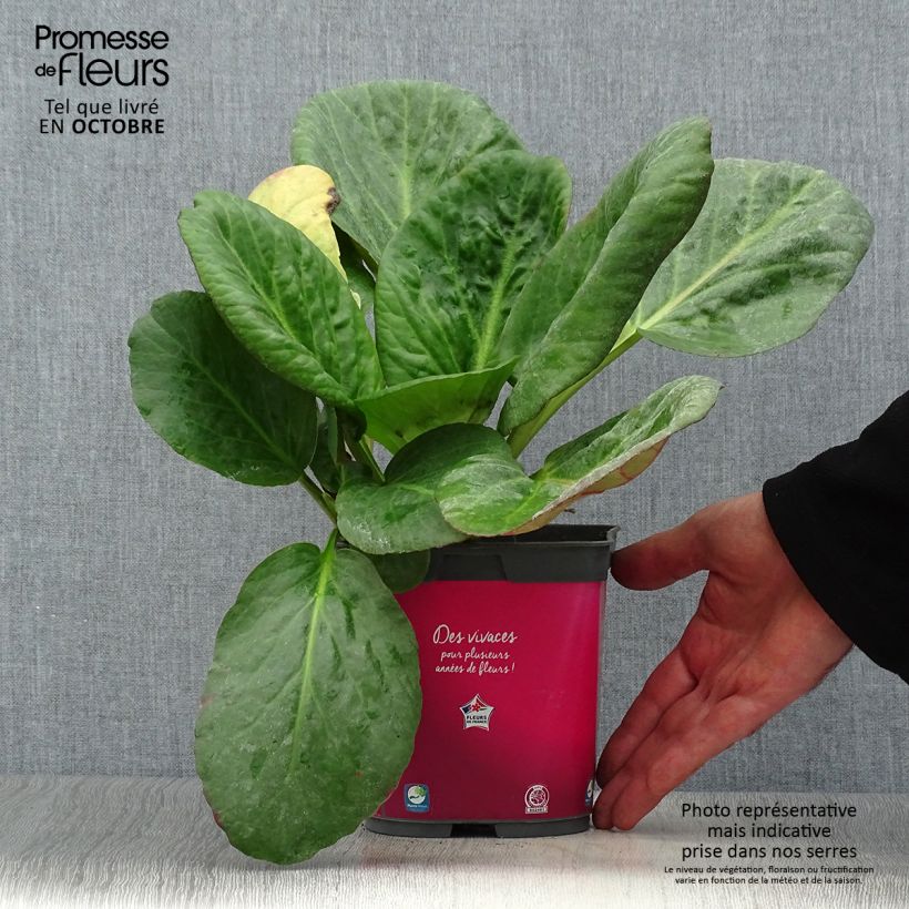 Bergenia Hybride Abendglut en pot de 2 litres sample as delivered in autumn