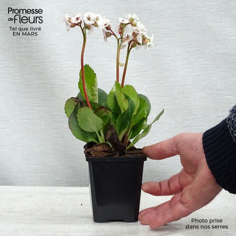 Bergenia Jelle - Plante des savetiers Godet de 9cm sample as delivered in winter