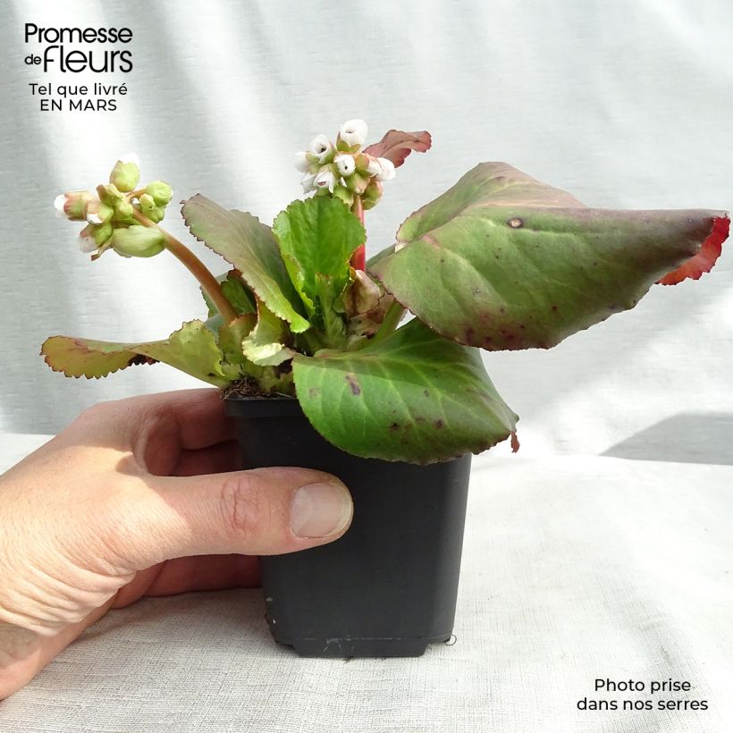 Bergenia Jelle - Elephant's Ears sample as delivered in spring
