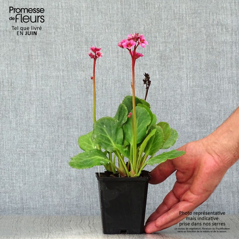 Bergenia cordifolia Morgenrote - Elephant's Ears 8/9 cm pot sample as delivered in summer