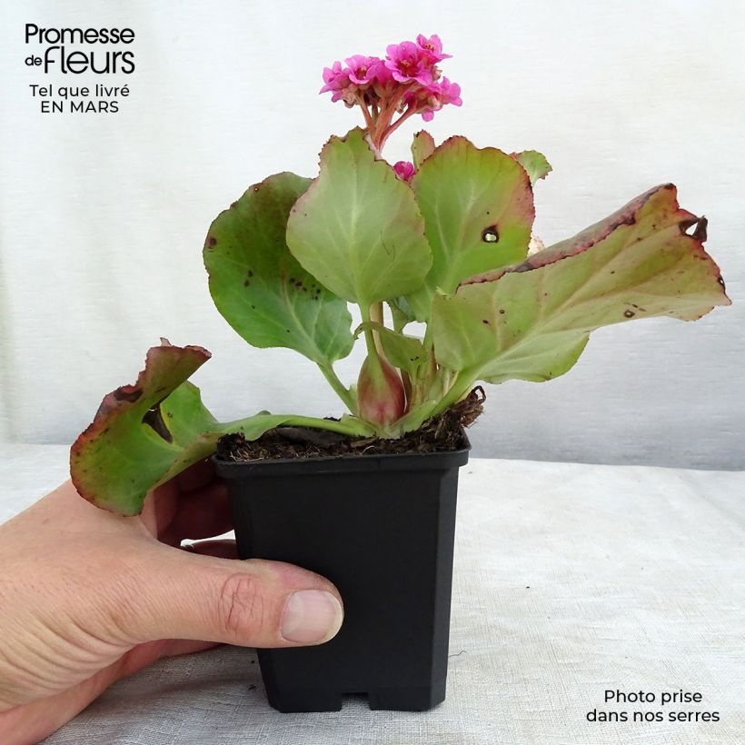 Bergenia cordifolia Morgenrote - Elephant's Ears sample as delivered in spring