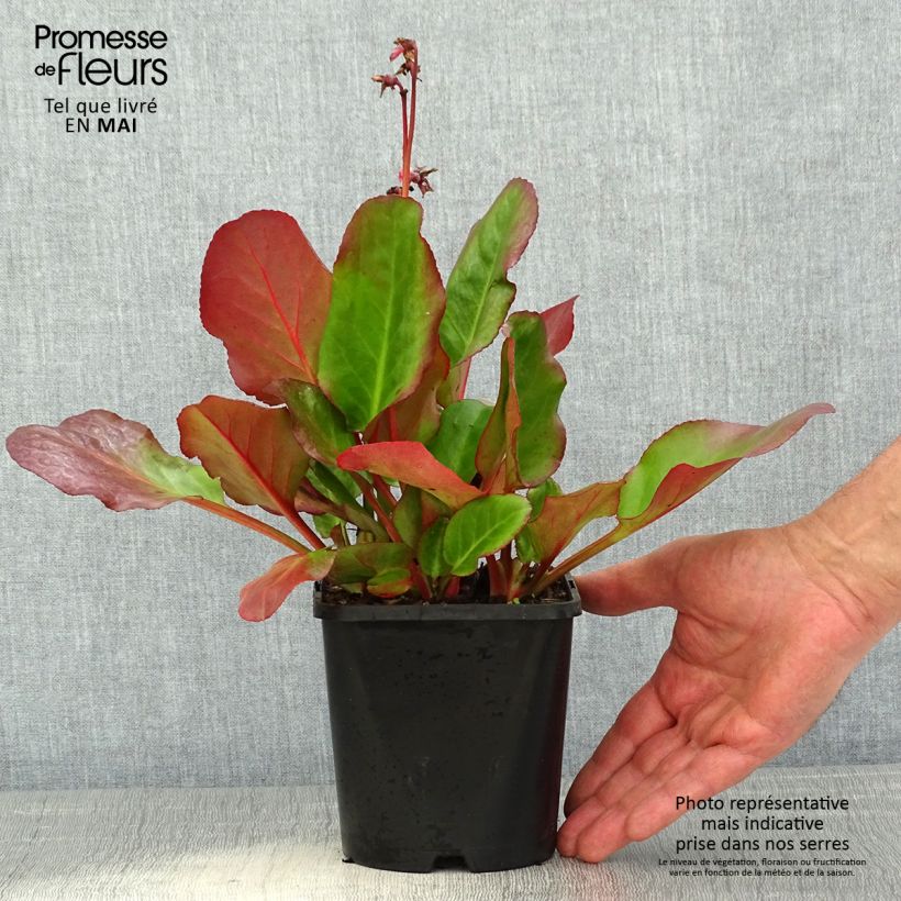 Bergenia Ouvertüre - Elephant's Ears 1.5L/2L pot sample as delivered in spring