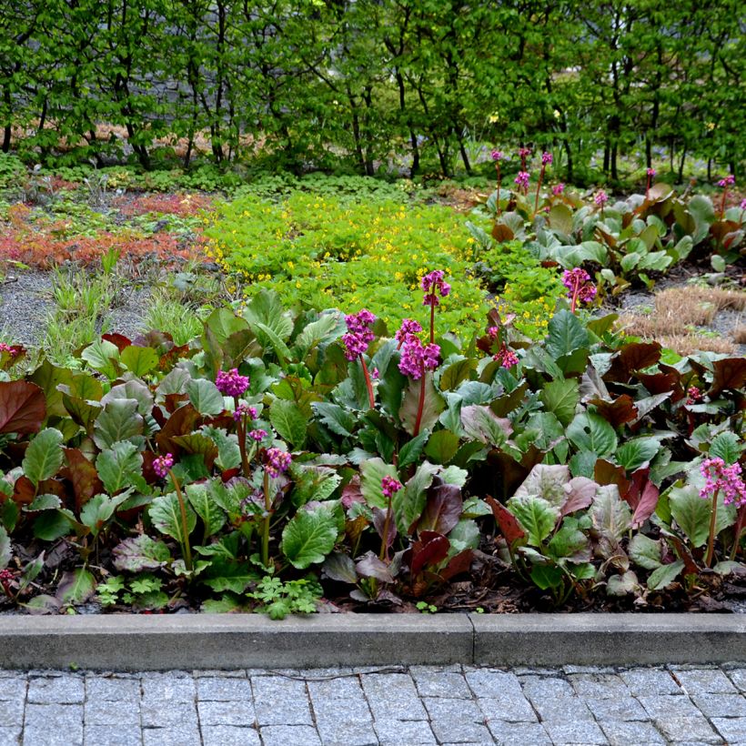 Bergenia cordifolia Rotblum - Elephant's Ears (Plant habit)