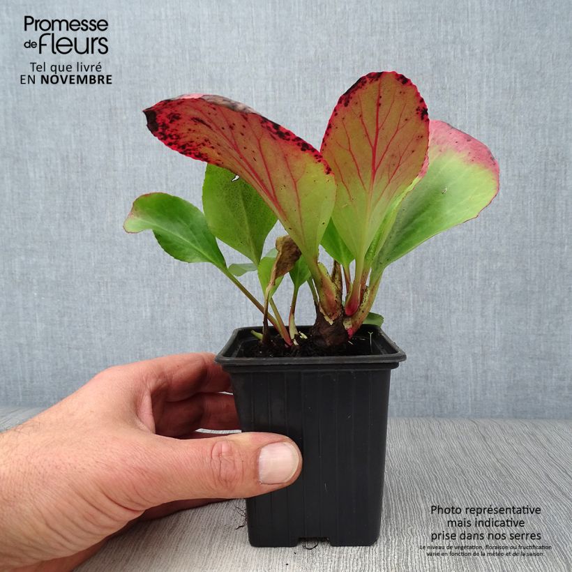 Bergenia cordifolia - Elephant's Ears 7/8 cm pot sample as delivered in autumn
