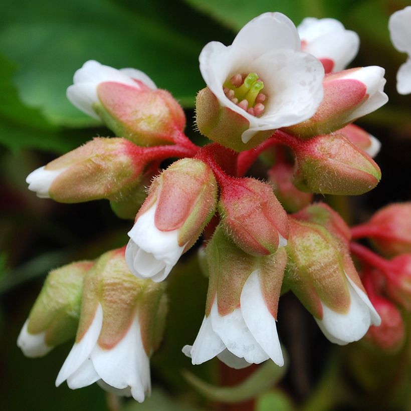 Bergenia cordifolia Silberlicht - Elephant's Ears (Flowering)