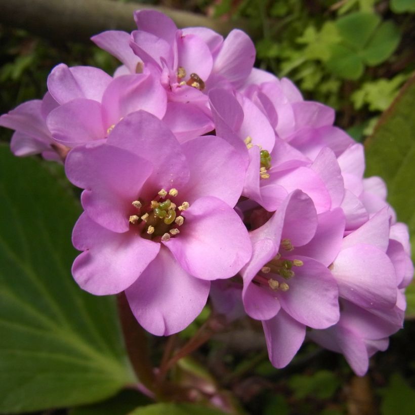 Bergenia milesii - Elephant's Ears (Flowering)