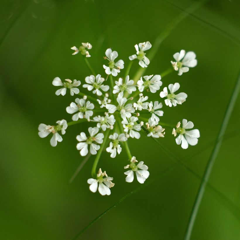 Berula erecta (Flowering)