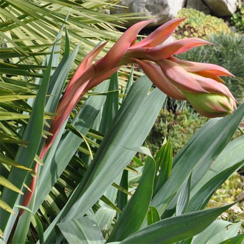 Beschorneria septentrionalis (Flowering)