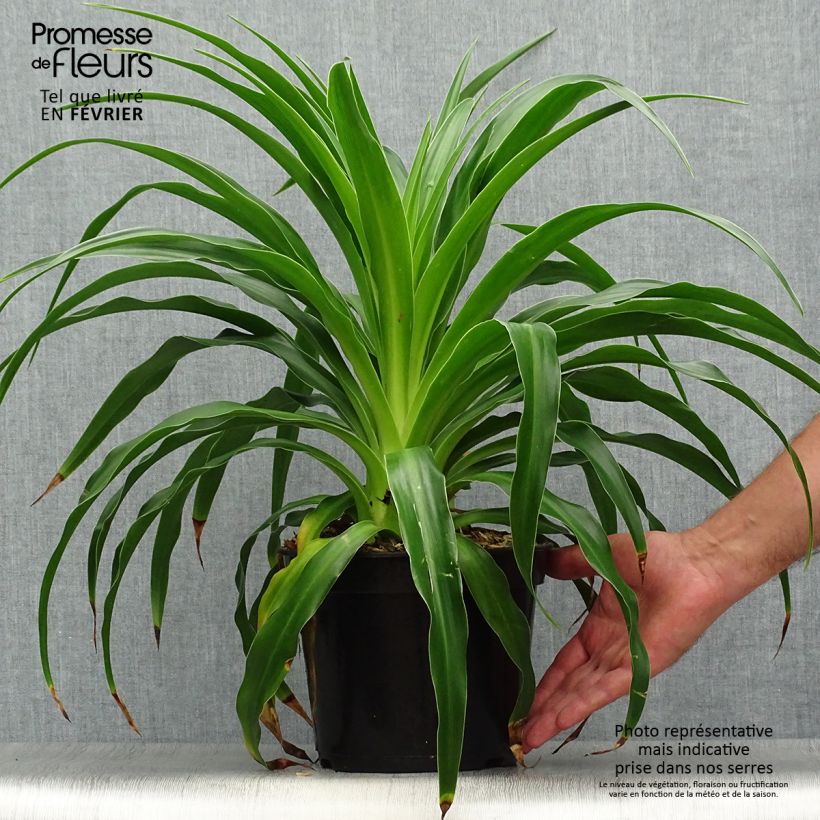 Beschorneria septentrionalis - Lis du Mexique Pot de 2L/3L sample as delivered in autumn