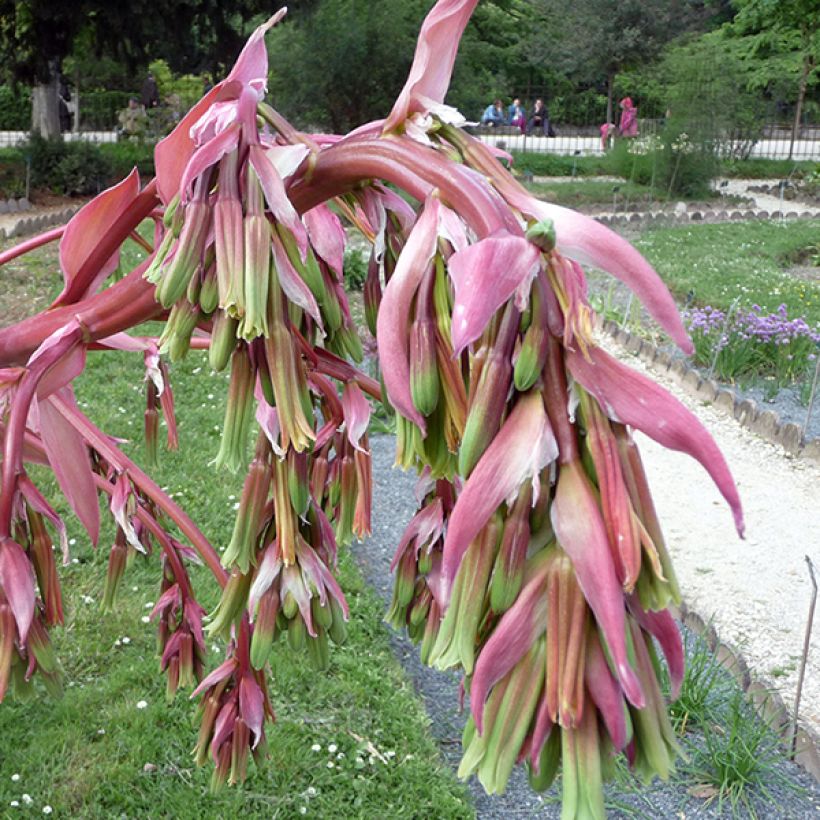 Beschorneria yuccoides (Flowering)