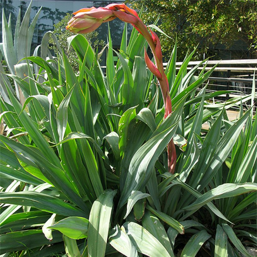 Beschorneria yuccoides (Plant habit)