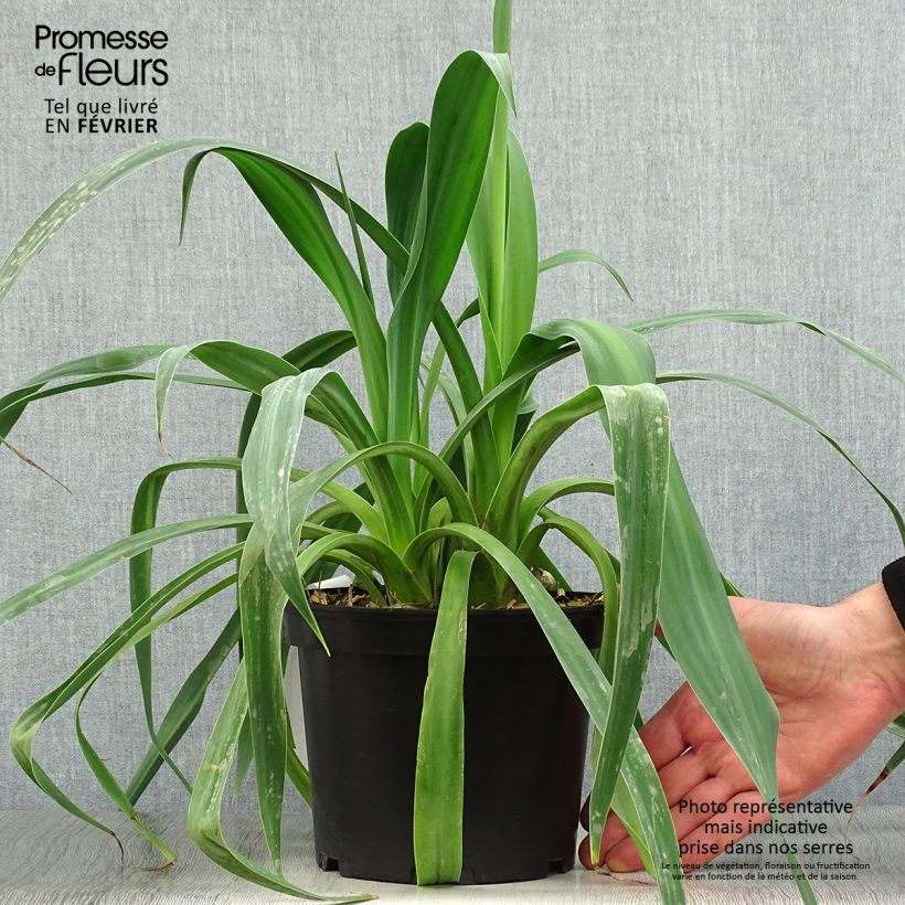 Beschorneria yuccoides Pot de 2L/3L sample as delivered in winter