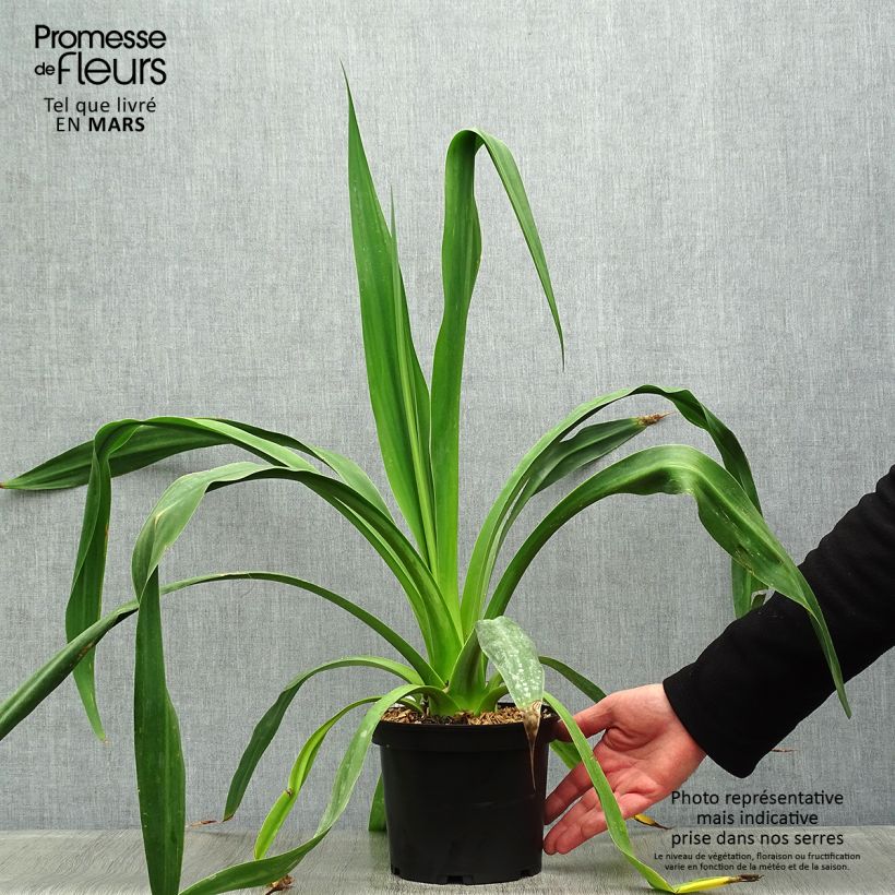 Beschorneria yuccoides Pot de 2L/3L sample as delivered in spring