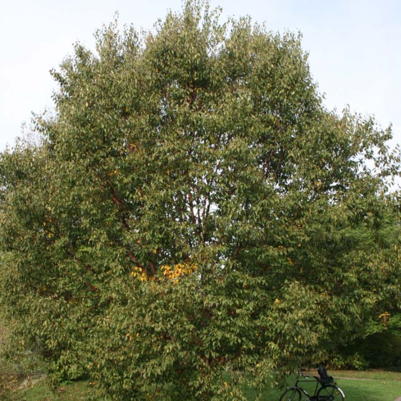 Betula albosinensis Blason Minrouge - Chinese Red Birch (Plant habit)