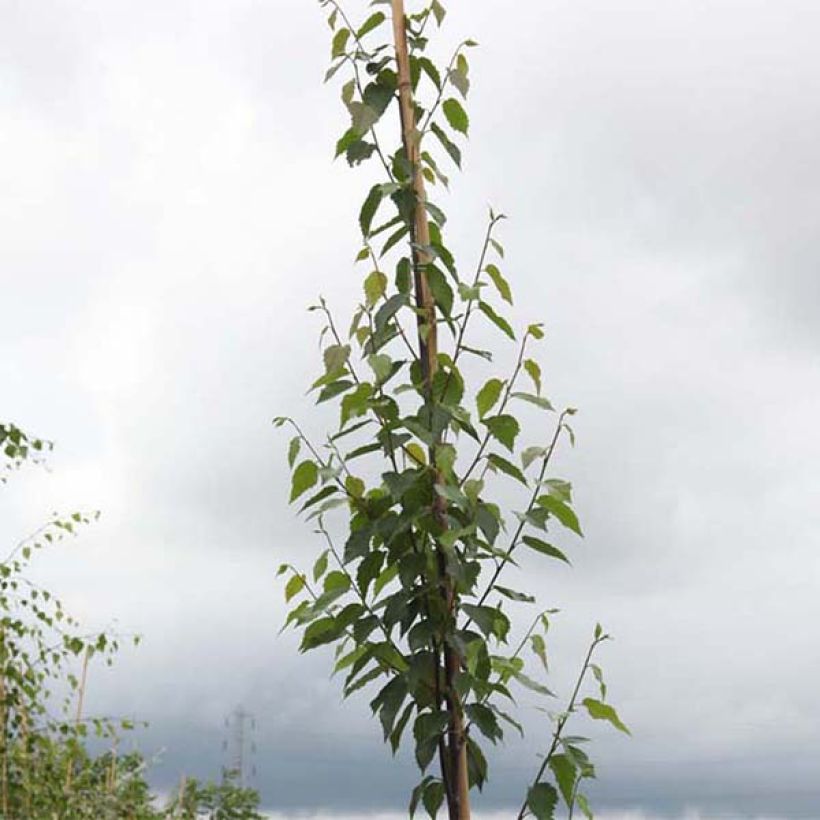 Betula albosinensis Fascination - Birch (Foliage)