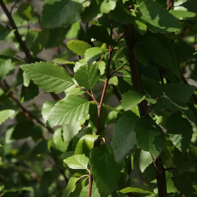 Betula nigra - Birch (Foliage)