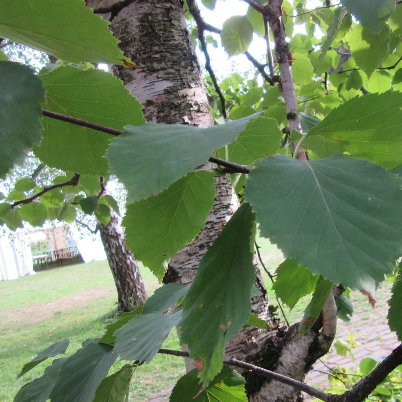 Betula papyrifera - Paper Birch (Foliage)