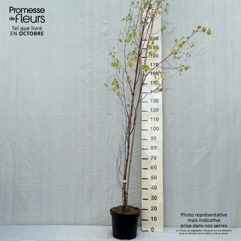 Betula pendula Fastigiata - Birch sample as delivered in autumn