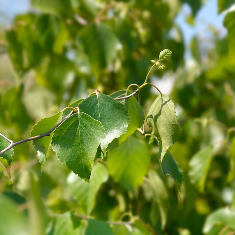 Betula pendula Spider Alley - Birch (Foliage)