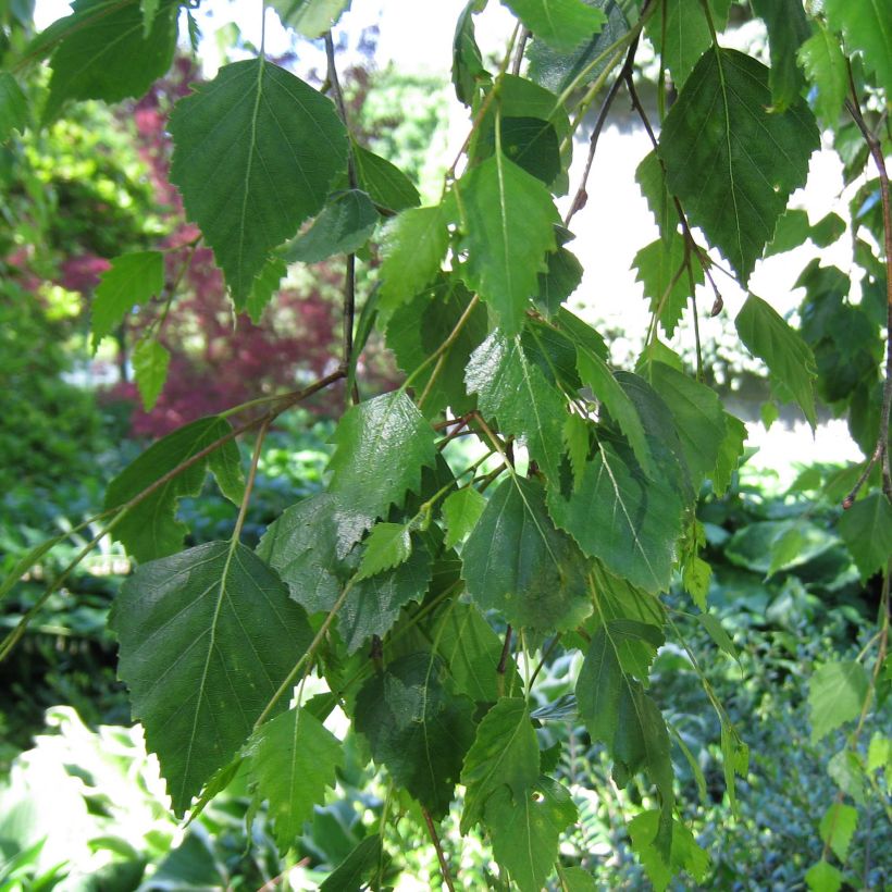 Betula pendula Youngii - Birch (Foliage)