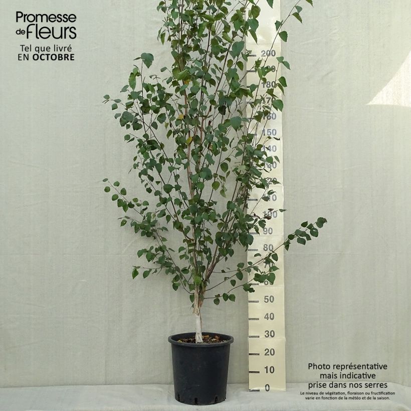 Betula pendula (alba, verrucosa) 150/200cm en pot de 18L.- Bouleau pleureur. sample as delivered in autumn